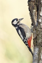 Great spotted woodpecker (Dendrocopus major), female, foraging on the trunk of a common birch