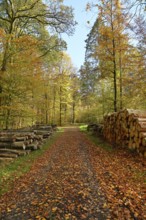Forest trail with pile of wood on the side through a heavily colored forest, autumn, Westerwald,