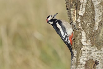 Great spotted woodpecker (Dendrocopus major), male, foraging on the trunk of a common birch (Betula