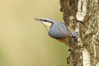 Nuthatch (Sitta europaea) climbing on a birch trunk, Animals, Birds, Wilnsdorf, North