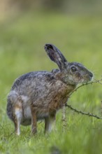 An obviously interesting scent on a larch branch lying on the ground makes the brown hare (Lepus