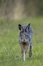 In the evening, the brown hare (Lepus europaeus) leaves its nest in the forest and hops to the