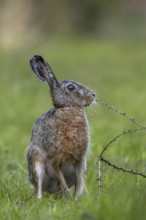 It must be a really interesting scent on the larch branch, because the brown hare (Lepus europaeus)