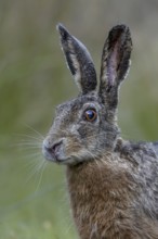Portrait of a hare (Lepus europaeus) looking surprised, suddenly coming upon a photographer lying