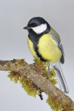 Great Tit (Parus major), sitting on a branch overgrown with moss and lichen, Wildlife, Animals,