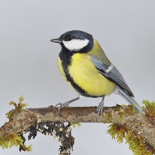 Great Tit (Parus major), sitting on a branch overgrown with moss and lichen, Wildlife, Animals,
