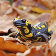 Fire salamander (Salamandra salamandra), in a beech forest on autumn leaves, autumn, Wilnsdorf,