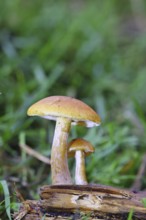 Orange snail (Hygrophorus pudorinus), inedible mushroom, on a forest path, autumn, Wilnsdorf, North