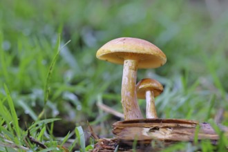 Orange snail (Hygrophorus pudorinus), inedible mushroom, on a forest path, autumn, Wilnsdorf, North