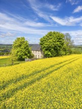 Aerial view, drone photo: Lonely located country house with trees, surrounded by blooming rapeseed,