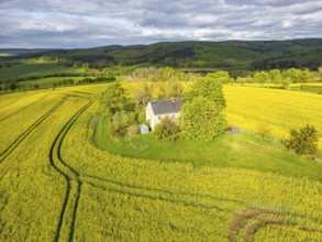 Aerial view, drone photo: Lonely country house with trees, surrounded by blooming rapeseed, forests