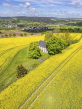 Aerial view, drone photo: Lonely country house with trees, surrounded by blooming rapeseed, in the