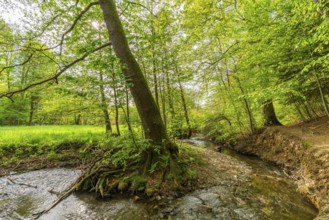 Beeches and alders with large roots in the forest on the Pöltzsch river, also Eulenwasser,