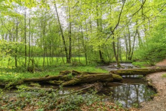 Fallen trees in the forest on the river Pöltzsch, also Eulenwasser, Poetenweg, Pilgerroute