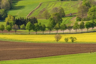 View from Schwartenberg over fields, groups of trees, rows of trees and blooming rapeseed, ridge