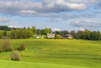 Individual farms on the edge of a blooming rapeseed field, ridge path through the Ore Mountains,