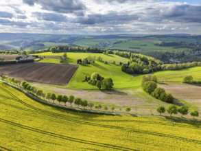 Aerial view, drone photo: Blooming rapeseed field, rows of trees, fields and forests in the Ore