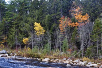 Riverside, Rocky Gorge, Swift River, River Landscape near Albany, Autumn Leaves, Indian Summer,