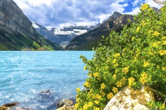 Yellow wildflowers are blooming on the rocky shore of the turquoise lake louise with the canadian