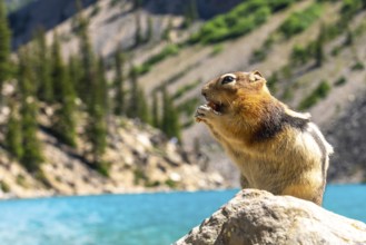 Golden mantled ground squirrel enjoying a meal on a rock by the turquoise waters of moraine lake,