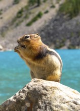 Golden mantled ground squirrel enjoying a snack on a rock with the turquoise waters of moraine lake