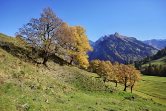 Old sycamore maple (Acer pseudo plantanus), in autumnal discolouration, Canton Glarus, Switzerland