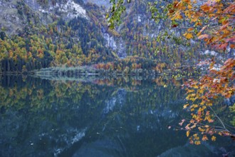 Autumn-colored forest is reflected in Lake Klöntal, Canton of Glarus, Switzerland