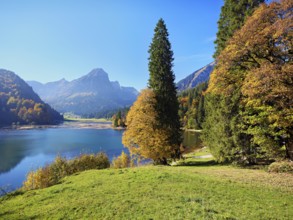 Autumn-coloured sycamore maple (Acer pseudo plantanus), at Obersee, Näfels, Canton Glarus,