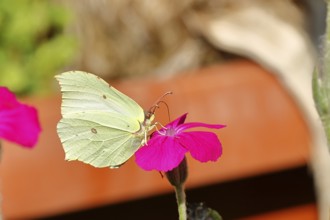 Lemon butterfly (Gonepteryx rhamny) on crown campion (Lychnis coronaria), in a nature garden,
