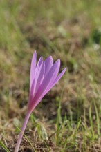 Autumn crocus (Colchicum autumnale), half-opened flowers in a meadow, endangered, protected