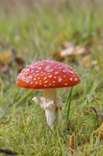 Red fly agaric (Amanita muscaria), fruiting body, in a meadow, close-up, Wilnsdorf, North