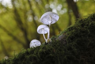 Ringed beech slime beetle (Oudemansiella mucida), on beech deadwood, Wilnsdorf, North