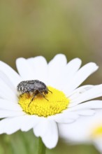 Weeping rose chafer (Oxythyrea funesta), on meadow daisy (Leucanthemum vulgare), other animals,