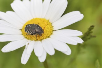 Weeping rose chafer (Oxythyrea funesta), on meadow daisy (Leucanthemum vulgare), other animals,