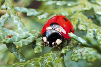 Frontal close-up of lucky charm Symbol of good luck Seven-spot ladybird (Coccinella