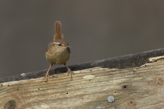 Eurasian wren (Troglodytes troglodytes) adult garden bird on a wooden shed roof, England, United