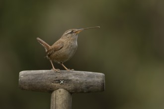 Eurasian wren (Troglodytes troglodytes) adult garden bird on a fork handle with nesting material in