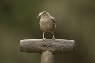 Eurasian wren (Troglodytes troglodytes) adult garden bird on a fork handle with nest material in