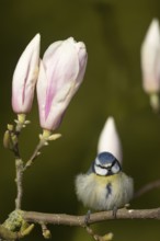 Blue tit (Cyanistes Caeruleus) adult garden bird on a flowering Magnolia tree branch in spring,