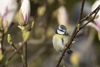 Blue tit (Cyanistes Caeruleus) adult garden bird on a flowering Magnolia tree branch in spring,