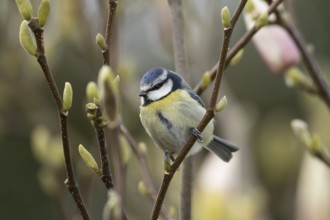 Blue tit (Cyanistes Caeruleus) adult garden bird on a Magnolia tree branch in spring, England,