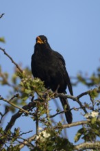 Eurasian blackbird (Turdus merula) adult male garden bird singing in a hedgerow in spring, England,