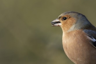 Eurasian chaffinch (Fringilla coelebs) adult male garden bird feeding on seeds in winter, England,