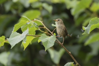Eurasian wren (Troglodytes troglodytes) adult garden bird on a tree branch in summer, England,