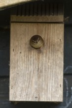 Eurasian wren (Troglodytes troglodytes) adult garden bird emerging from a nest box in spring,