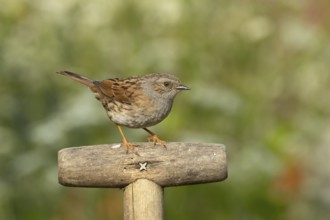 Dunnock or Hedge sparrow (Prunella modularis) adult garden bird on a fork handle, England, United