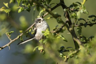 Long tailed tit (Aegithalos caudatus) adult bird in a hedgerow in summer, England, United Kingdom
