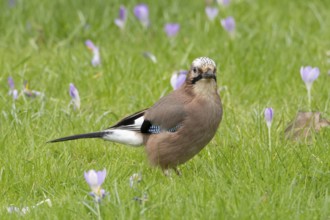 Eurasian jay (Garrulus glandarius) adult bird on a garden grass lawn with Crocus flowers in spring,
