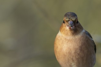 Eurasian chaffinch (Fringilla coelebs) adult male garden bird feeding on a seed in winter, England,