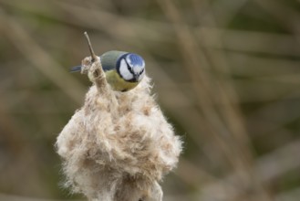 Blue tit (Cyanistes Caeruleus) adult garden bird on a Bullrush plant seedhead in spring, England,